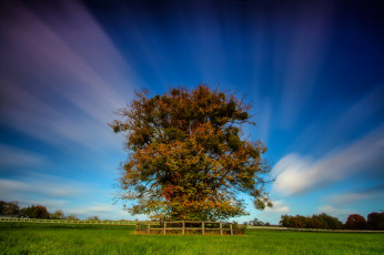 Картинка природа деревья поле дерево