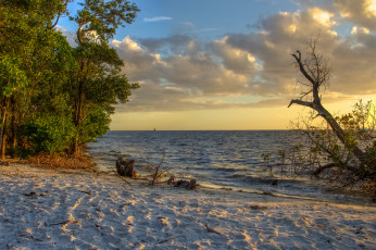 Картинка природа побережье океан пляж горизонт лес