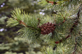 Картинка природа шишки +жёлуди +каштаны сосна