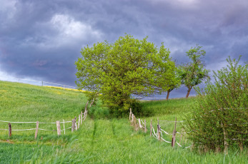 Картинка природа поля поле изгородь деревья тучи