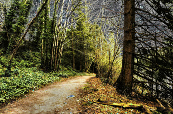 Картинка природа дороги тропа лес