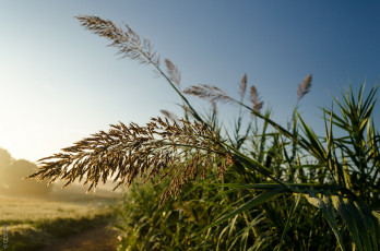 Картинка природа макро трава