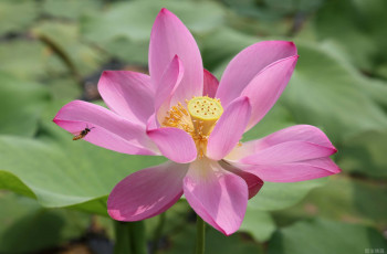 Картинка цветы лотосы лепестки