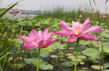 Картинка цветы лотосы лепестки