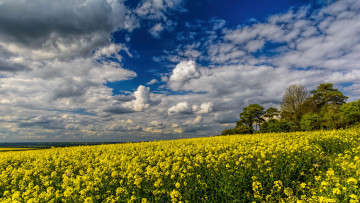 Картинка природа поля поле трава цветы