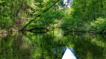 Картинка природа реки озера река лес