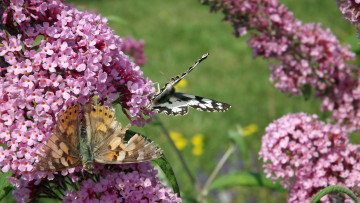 Картинка животные бабочки +мотыльки +моли бабочка цветы