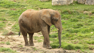 Картинка животные слоны слон