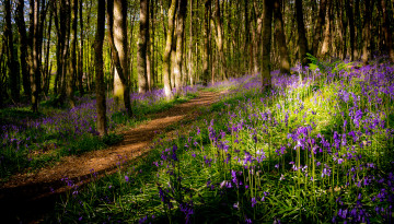 Картинка природа дороги тропа лес