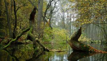 Картинка природа реки озера река лес