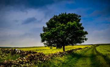 Картинка природа деревья поле дерево небо