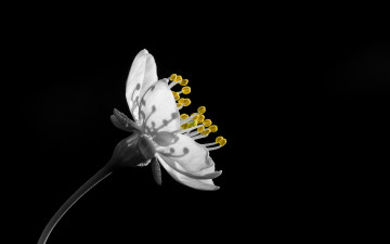 Картинка цветы цветущие+деревья+ +кустарники цветок природа макро