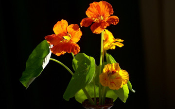 обоя цветы, настурции, оранжевый