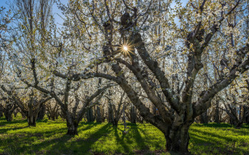 Картинка природа лес сад весна