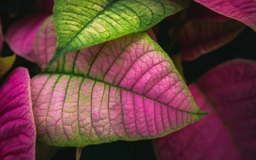 Картинка природа листья цвет