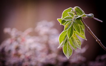 Картинка природа листья ветка