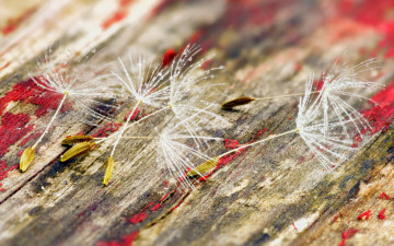 Картинка природа макро семена фон