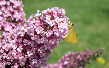 Картинка животные бабочки +мотыльки +моли цветы бабочка