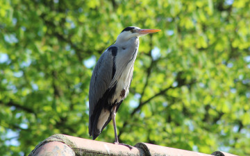 Картинка животные цапли +выпи аист