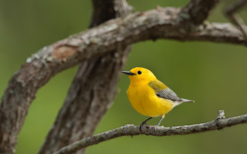 Картинка животные птицы птица дерево природа