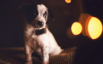 Картинка животные собаки собака щенок взгляд