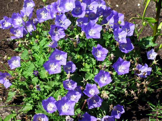 Обои картинки фото цветы, колокольчики, голубой