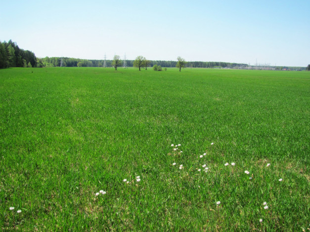 Обои картинки фото природа, луга, зелень