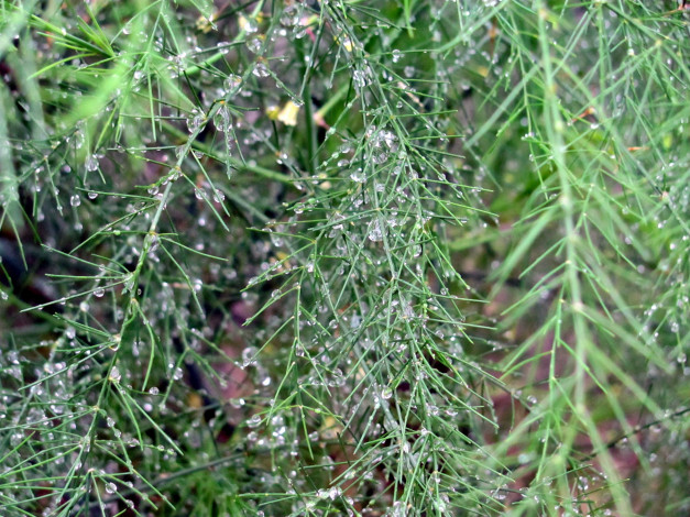 Обои картинки фото природа, макро, капли