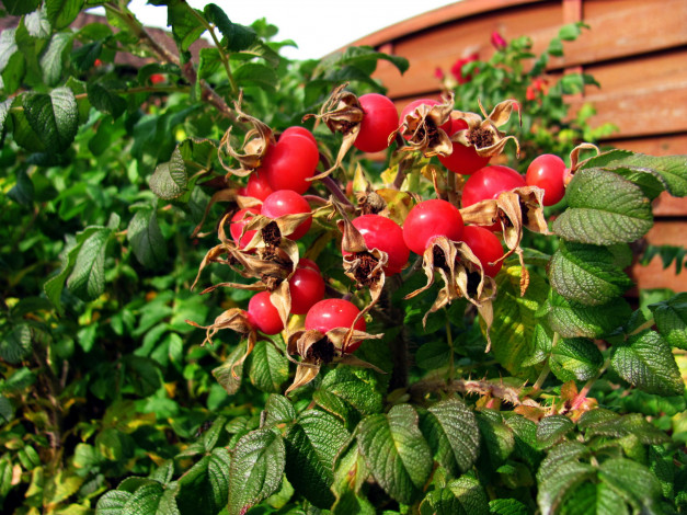 Обои картинки фото природа, Ягоды, шиповник