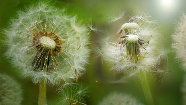 Обои картинки фото цветы, одуванчики, макро, весна