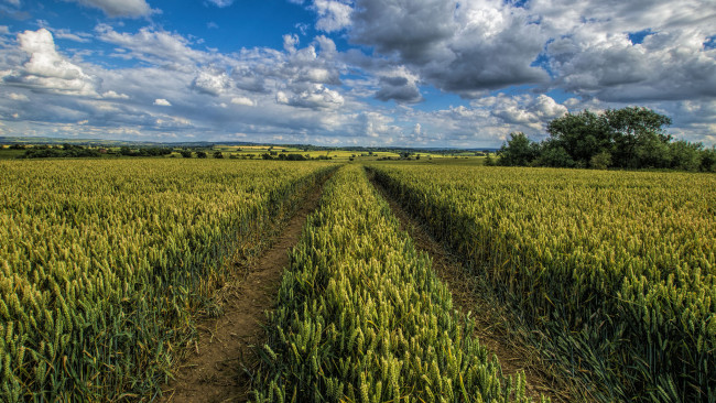 Обои картинки фото природа, дороги, колея, поле