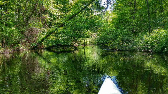 Обои картинки фото природа, реки, озера, река, лес