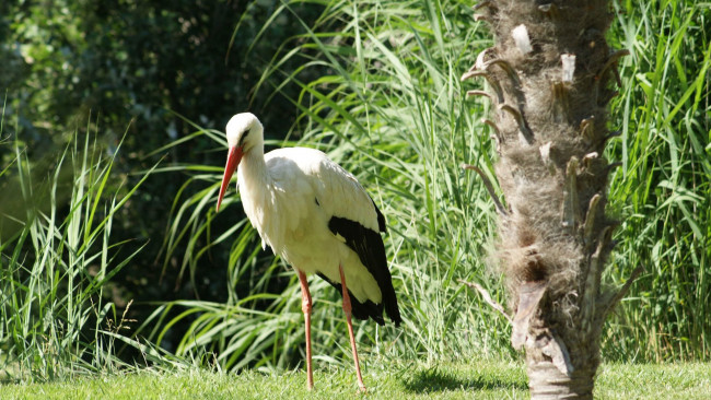 Обои картинки фото животные, аисты, аист