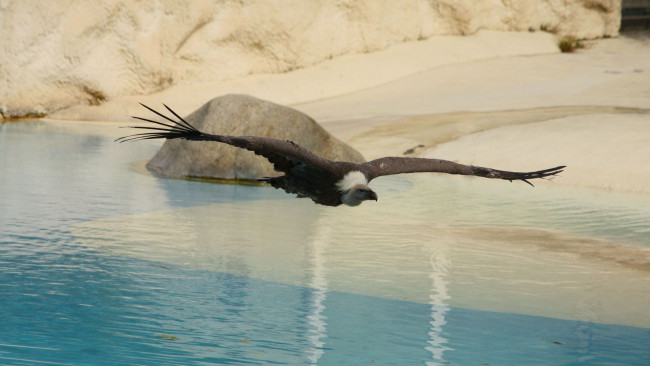 Обои картинки фото животные, птицы - хищники, гриф, поле