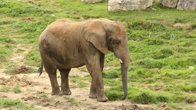 Обои картинки фото животные, слоны, слон