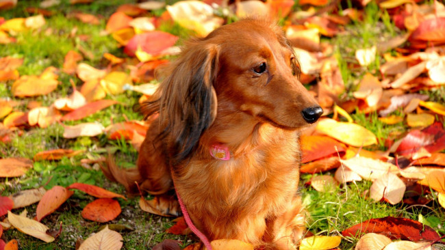 Обои картинки фото животные, собаки, осень, взгляд, собака