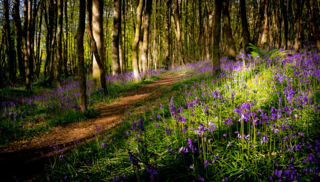 Обои картинки фото природа, дороги, тропа, лес