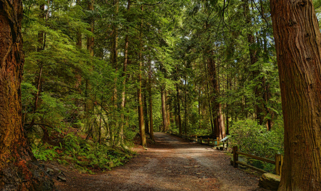 Обои картинки фото природа, дороги, тракт, лес