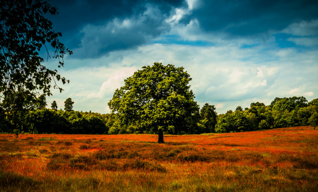Обои картинки фото природа, деревья, поле, дерево, небо