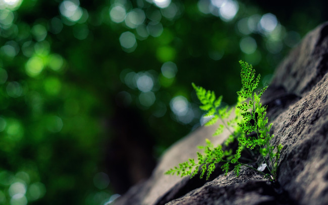 Обои картинки фото природа, макро, блики, камни, ростки, листья, растение