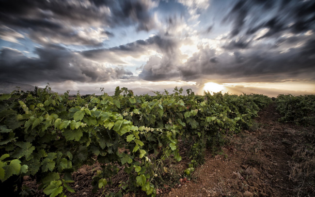 Обои картинки фото природа, восходы, закаты, небо, пейзаж, поле