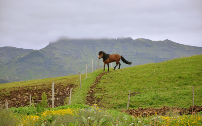 Обои картинки фото животные, лошади, загон, лошадь