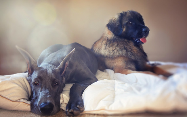 Обои картинки фото животные, собаки, дом, уют