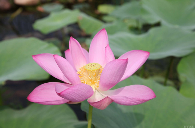 Обои картинки фото цветы, лотосы, лепестки