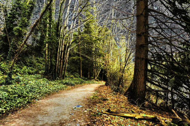 Обои картинки фото природа, дороги, тропа, лес