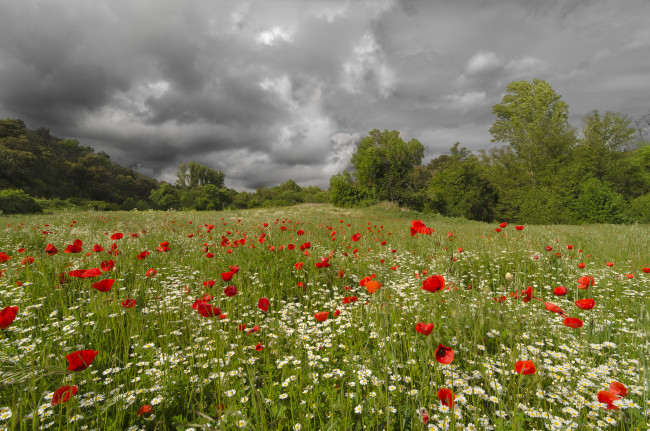 Обои картинки фото природа, луга, лужайка, лес