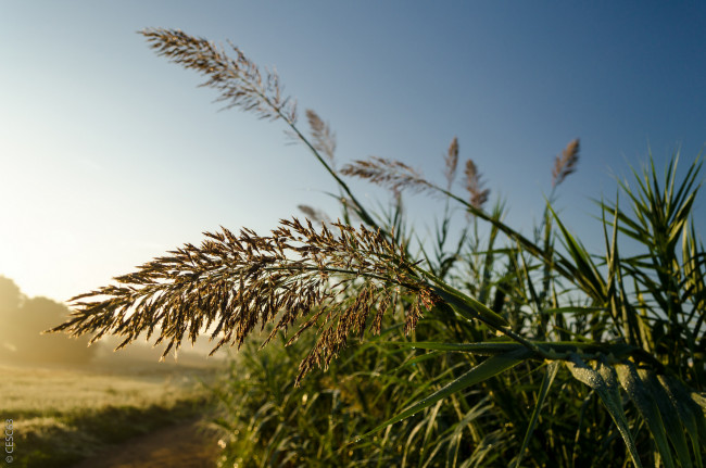 Обои картинки фото природа, макро, трава