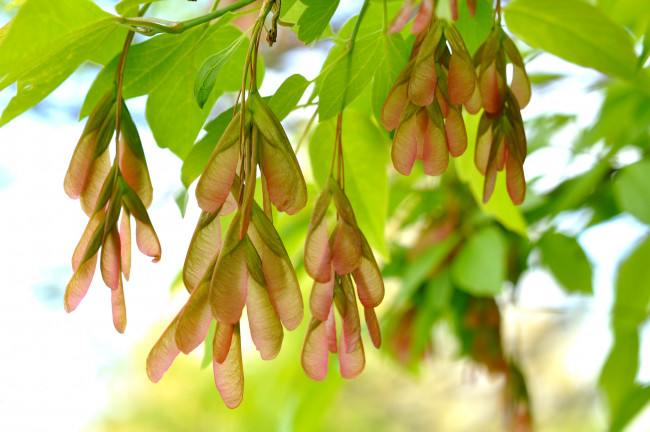 Обои картинки фото природа, макро, сережки, ясень, дерево