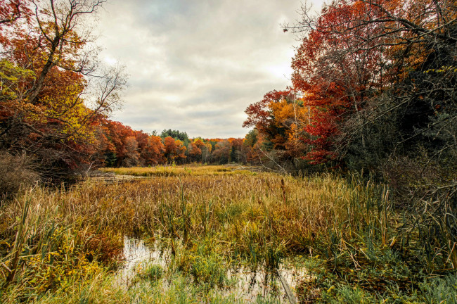 Обои картинки фото природа, реки, озера, река, лес, осень