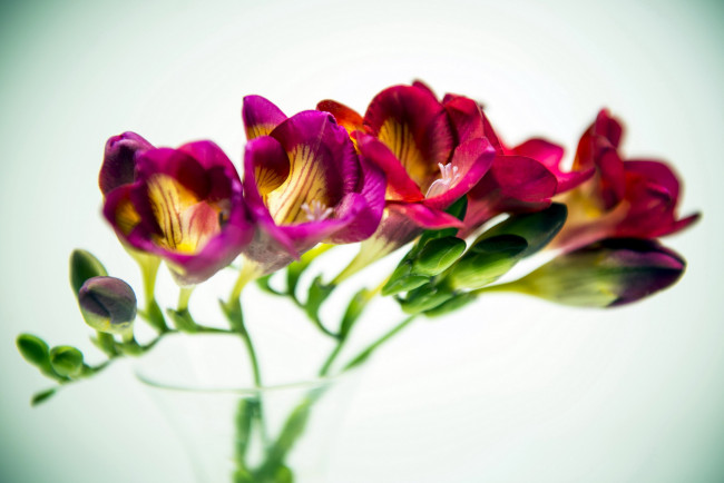 Обои картинки фото цветы, фрезия, бутоны